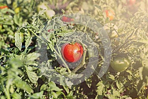 Tomato, food, garden, vegetable, agriculture, fresh, plant, ripe