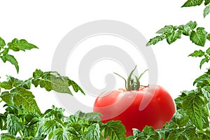 Tomato frame of greenery