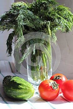 Tomato fresh dill and cucumber on a kitchen towel, hard light