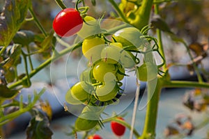 Tomato fresh in farm image close up.