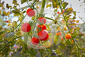 Tomato fresh in farm image close up.