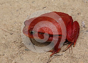 Tomato frog