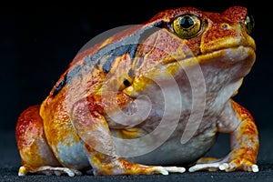 Tomato frog