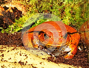 Tomato frog (Dyscophus Antongilii)