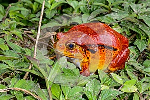 Tomato frog, dyscophus antongilii, marozevo