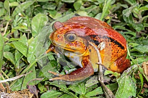 Tomato frog, dyscophus antongilii, marozevo