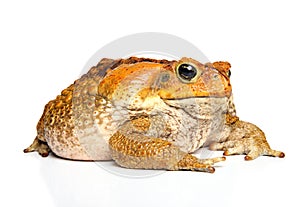 Tomato Frog Dyscophus Guineti