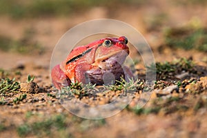 Tomato frog Dyscophus guineti,