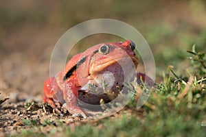 Tomato frog Dyscophus guineti