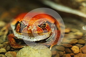 Tomato Frog Dyscophus Guineti Resting in Water