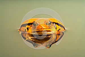 Tomato frog Dyscophus with reflection in the water