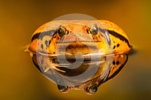 Tomato frog Dyscophus with reflection in the water