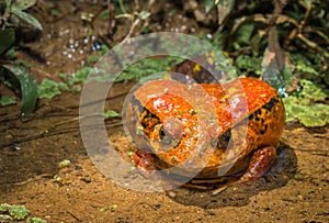 Tomato frog, endemic of Madagascar