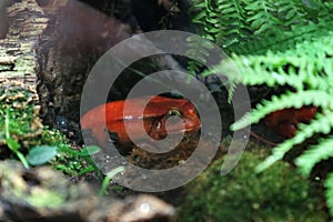 The Tomato frog is poisonous in tropical wet forest under the bright foliage coloration