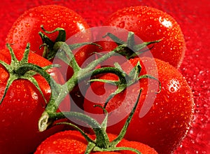 Tomato fruit