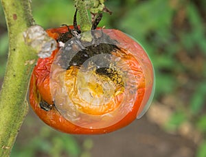 Tomato fruit disease