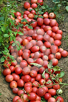 tomato fruit from farm to market, harvested time