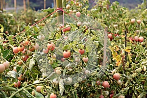 tomato fruit on field, cultivation practice