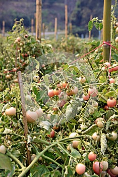 tomato fruit on field, cultivation practice