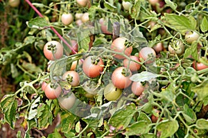 tomato fruit on field, cultivation practice