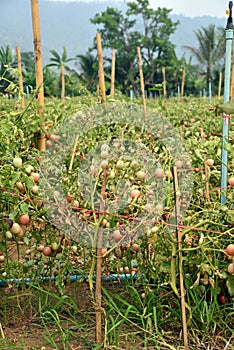 tomato fruit on field, cultivation practice