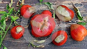 Tomato fruits affected by gray rot close-up