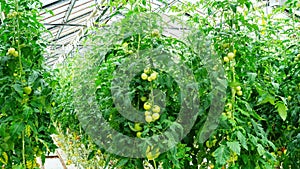 The tomato fruits hang on indeterminate varieties of tomatoes plants in a large industrial greenhouse. Year-round cultivation of