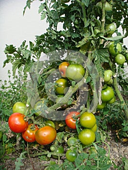 Tomato garden