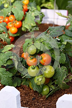 Tomato in Garden