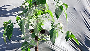 Tomato garden, Lam province, Vietnam