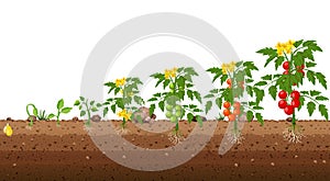 Tomato Germination, stage growth. Life cycle of a tomato plant