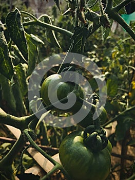 Tomato, green tomato, fresh gardens green tomatoâ€™s and leaf looks beautiful