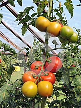 Tomato in greenhouse