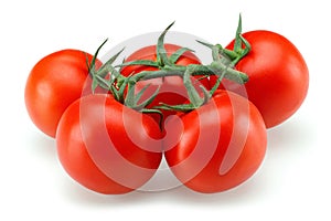 Tomate gruppe 