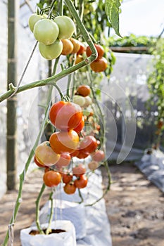 Tomato growing in green house, fresh red tomato plant, agriculture industry