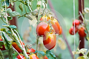 Tomato growing in organic farm