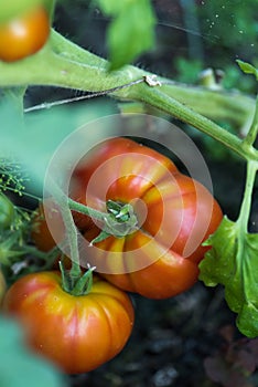 Big Two Tomatoes Growing on Plant in a greenhouse.