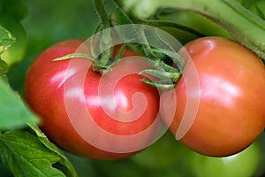 Tomato growing in organic farm