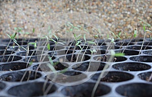 Tomato growing from seed