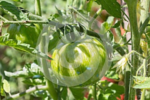 Tomato growing in a vegetable garden