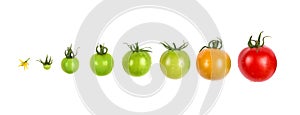 Tomato growth evolution progress set isolated on white background