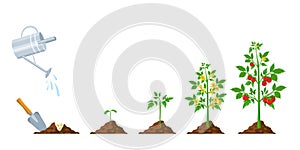 Tomato growth. Stages of plant seeding, flowering and fruiting. Vegetable green sprout grow. Agriculture planting process vector