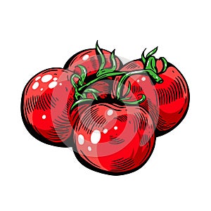 Tomato hand drawn colorful sketch. Engraving style. Vector illustration.