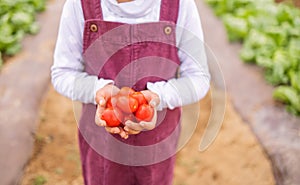 Tomato in hands, agriculture and farming with vegetables, organic and farm harvest with girl holding product