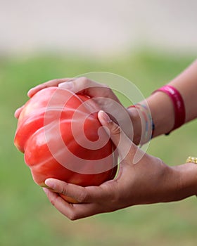 tomato on the hands of a little girl