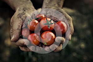 Tomato harvest