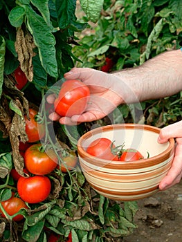 Tomato harvest