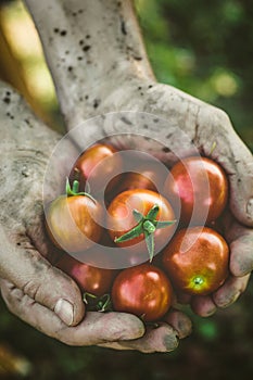 Tomato harvest in autumn