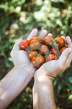 Tomato harvest in autumn