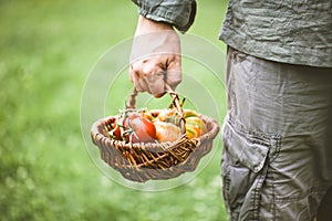 Tomato harvest in autumn